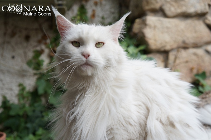 Cherekcoon Ice Rock - maine-coon