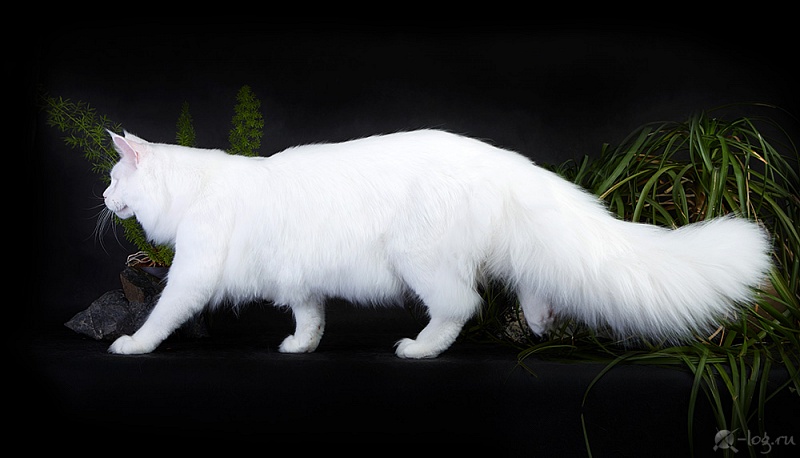 Troy Coonara - maine-coon