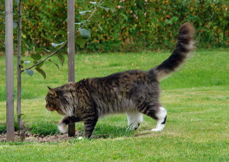 Supernova Maximus x Meridius - Adult maine-coon 1 year 11 months 3 weeks