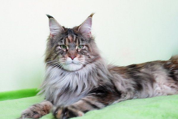 Pillowtalk's French Kiss - Adult maine-coon 1 year 6 months 3.5 weeks