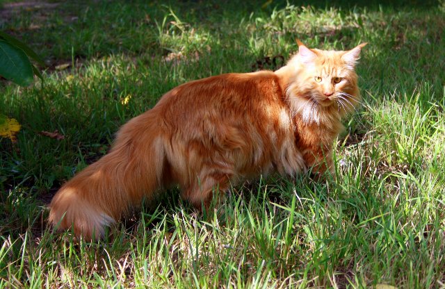 Flint Olimpian - maine-coon