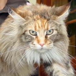 Mount Desert's Norma Jean