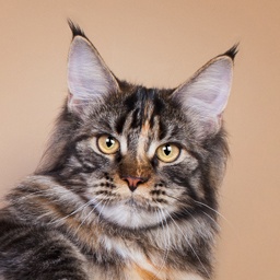 MakAlina Bayuda Foinix