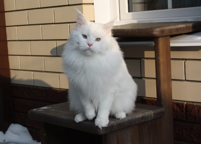 MakAlina Querubi - maine-coon