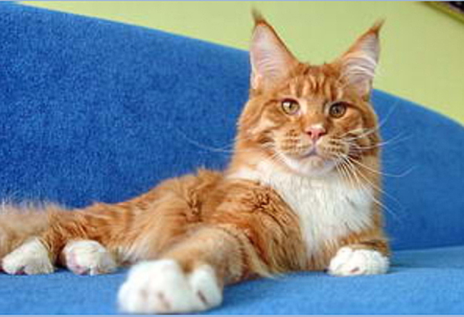 Supernova Re Sole - maine-coon