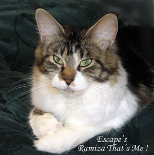 Escape's Ramiza that's Me! - Adult maine-coon 1 year 5 months 1.5 week