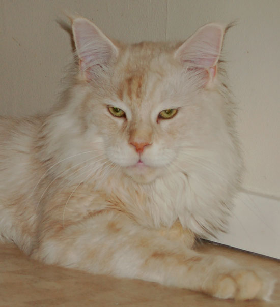 Kassaro Dragonfly - maine-coon