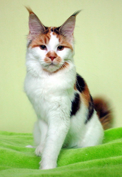 Tigerhuset's Kiwi Kipawa - maine-coon