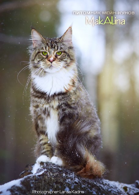 Utah Olimpian - maine-coon