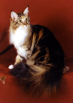 Woodpile Snap Crackle N Pop - maine-coon