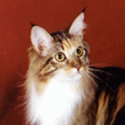 Woodpile Snap Crackle N Pop