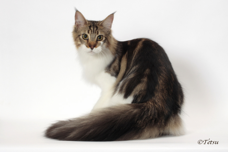 Woodpile Purrcussion - Junior maine-coon 9 months 1 week