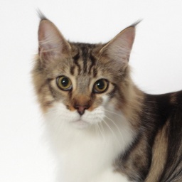 Woodpile Purrcussion