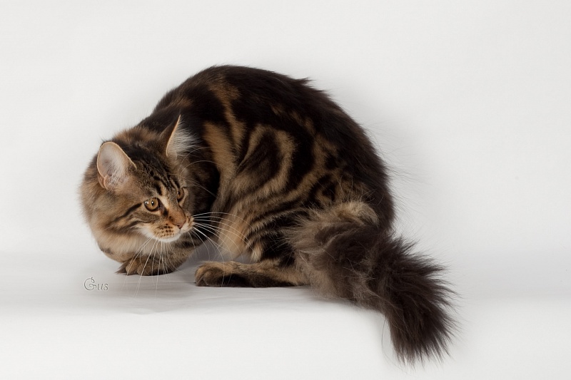 Woodpile Persuaded - Kitten maine-coon 5 months 1 week