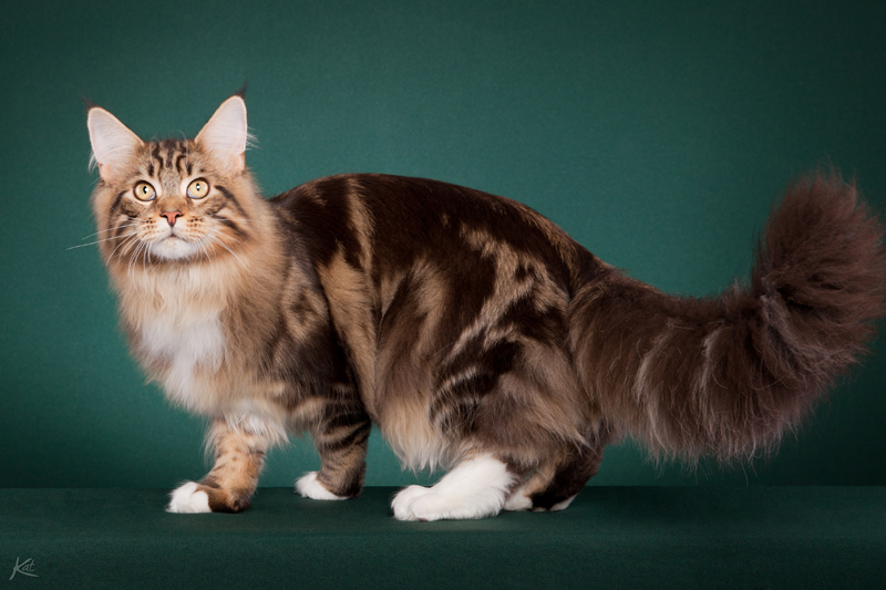 Woodpile Rex of Mainewood - maine-coon