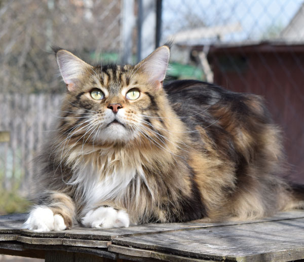 Woodpile Rex of Mainewood - maine-coon