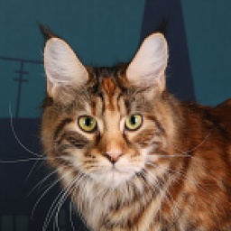 Coonwood's E'Calisto