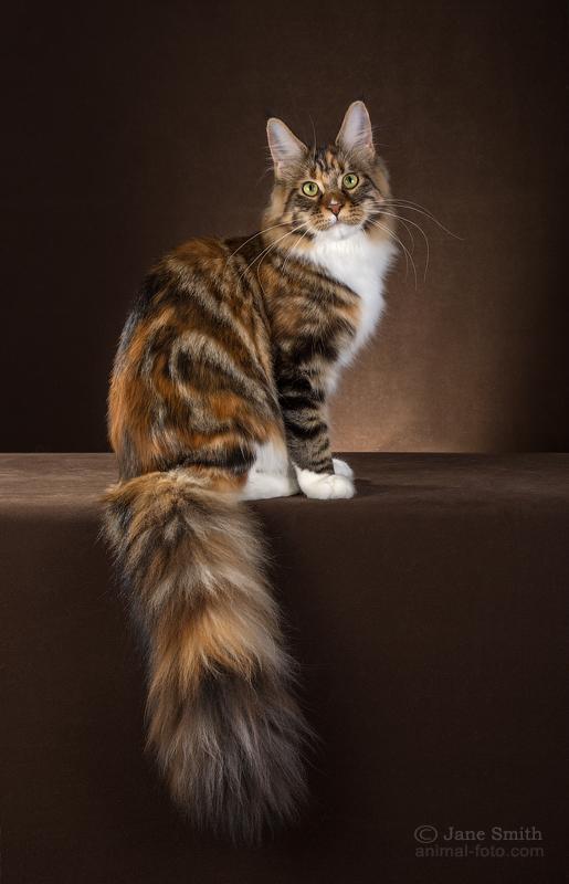 Allywood Good Charlotte - maine-coon