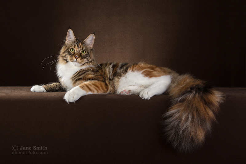 Allywood Good Charlotte - maine-coon