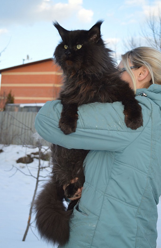 Pillowtalk's Genesis - maine-coon