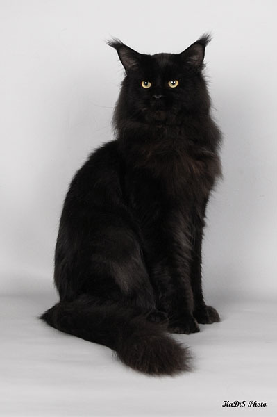 Pillowtalk's Genesis - maine-coon