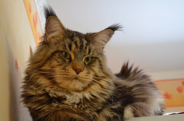Catsvill County's Mozart - maine-coon