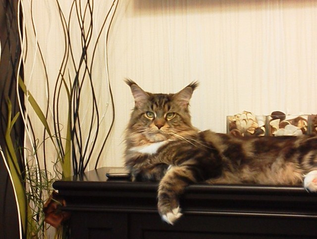 Catsvill County's Mozart - maine-coon