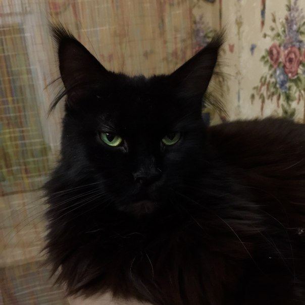 Eleonore Arkiza - maine-coon