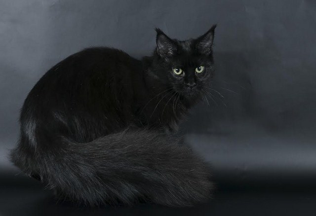 Eleonore Arkiza - maine-coon