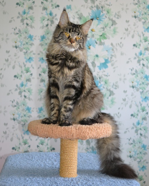 Ufacoon's Riana - maine-coon