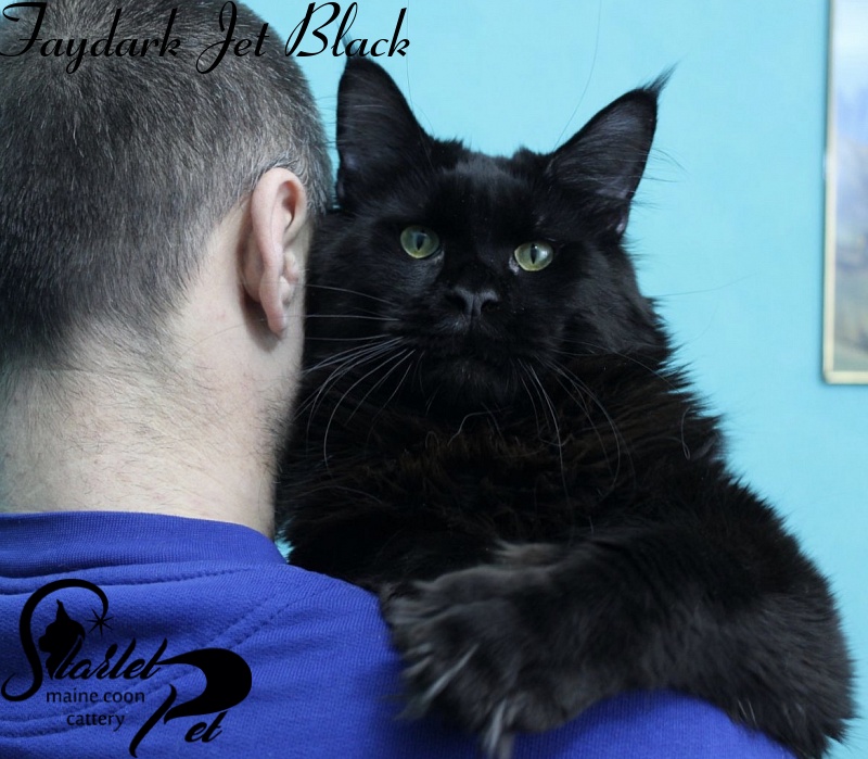 Faydark Jet Black - maine-coon