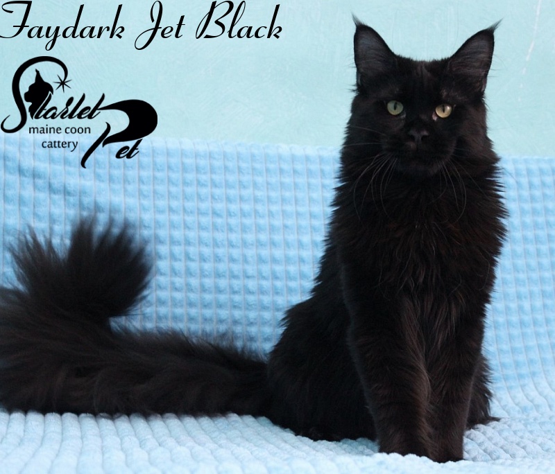 Faydark Jet Black - maine-coon