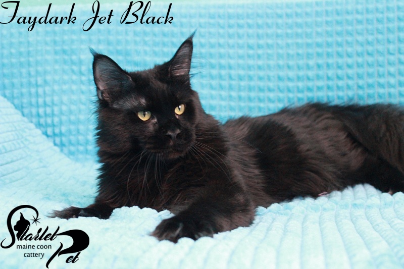 Faydark Jet Black - maine-coon