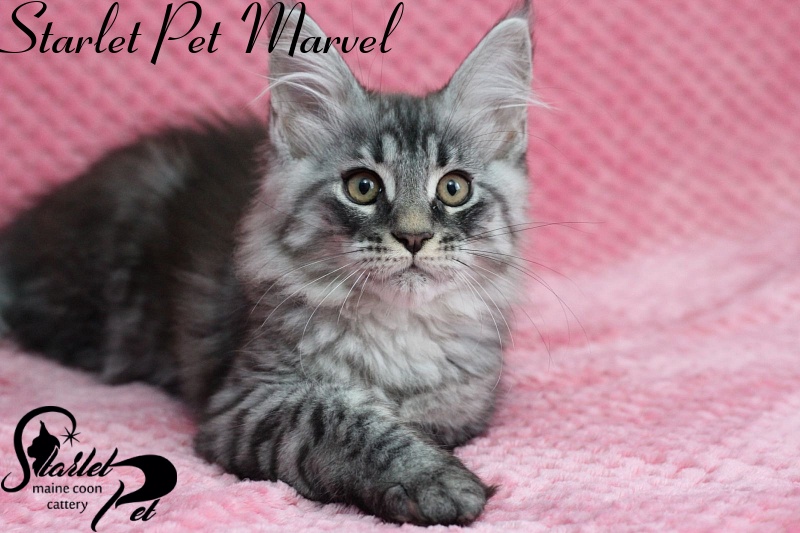 Starlet Pet Marvel - maine-coon