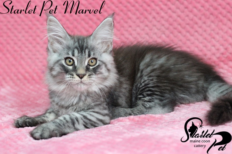 Starlet Pet Marvel - maine-coon