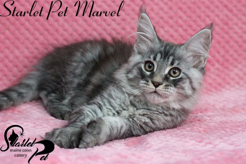 Starlet Pet Marvel - maine-coon