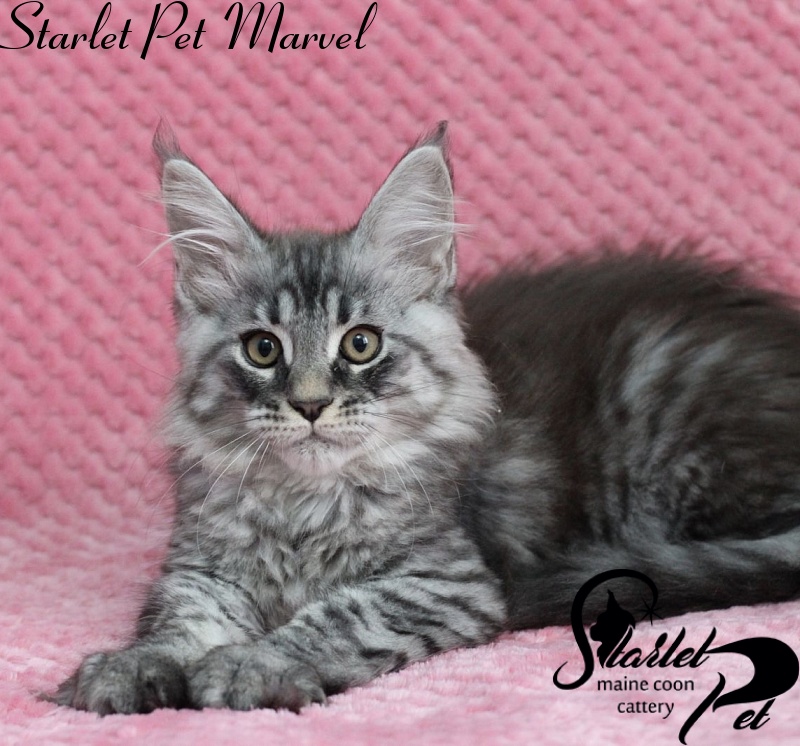 Starlet Pet Marvel - maine-coon
