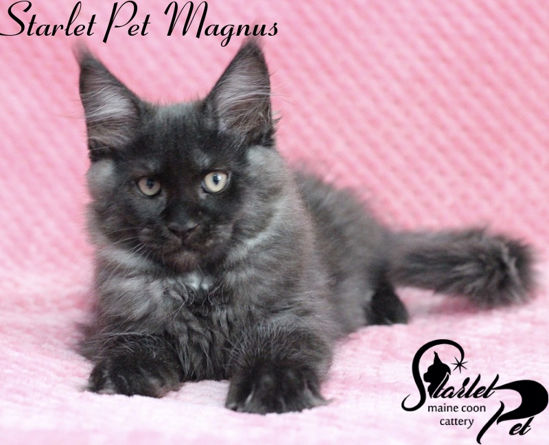 Starlet Pet Magnus - maine-coon