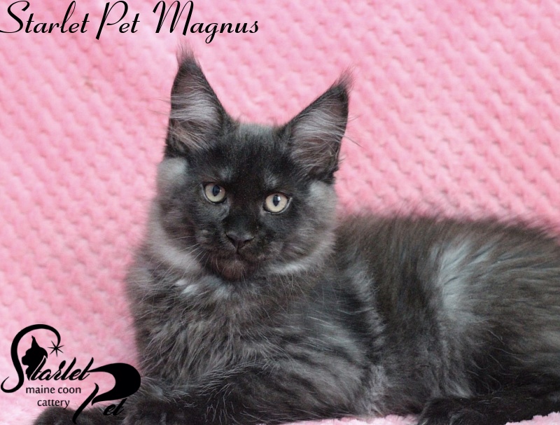 Starlet Pet Magnus - maine-coon