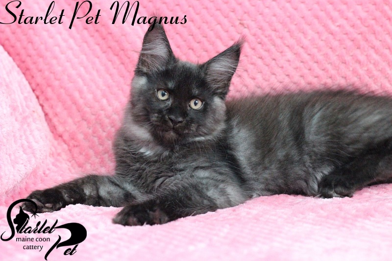 Starlet Pet Magnus - maine-coon