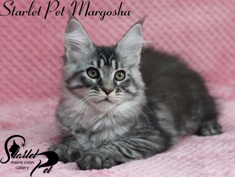 Starlet Pet Margosha - maine-coon