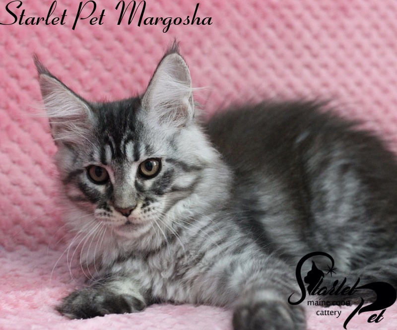 Starlet Pet Margosha - maine-coon