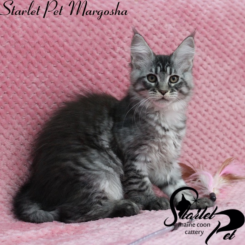 Starlet Pet Margosha - maine-coon