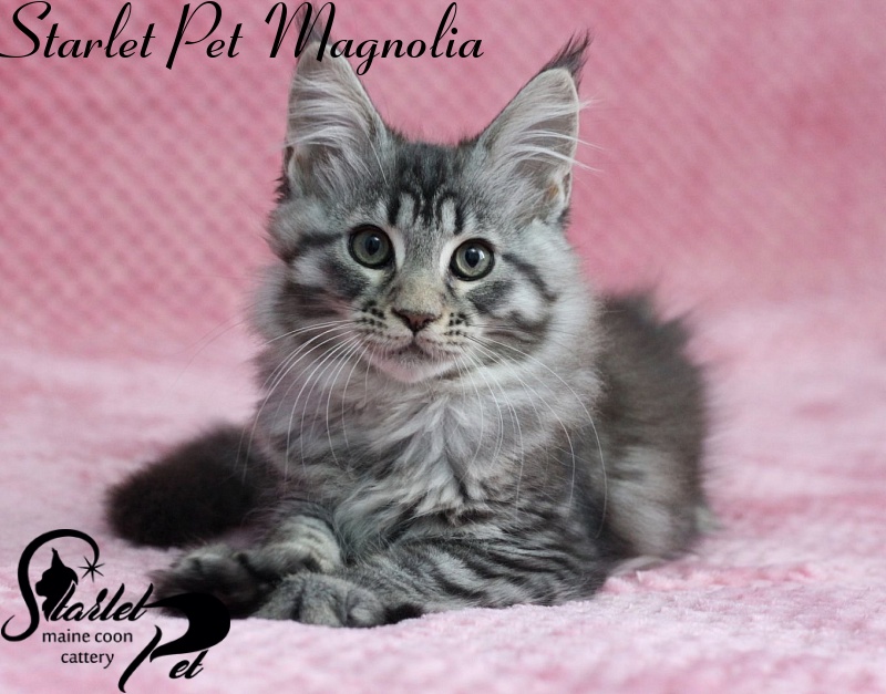 Starlet Pet Magnolia - мейн-кун