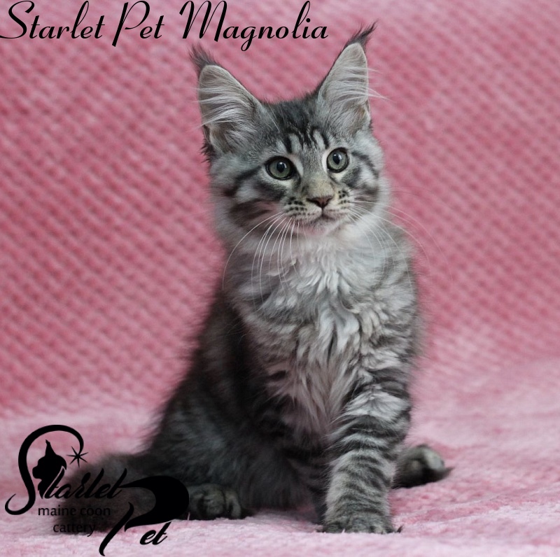 Starlet Pet Magnolia - мейн-кун