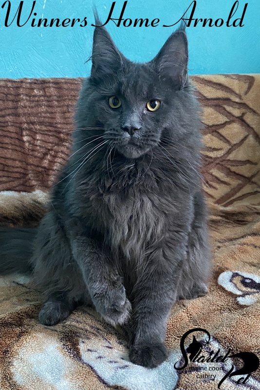 Winners Home Arnold - Kitten maine-coon 6 months 3.5 weeks