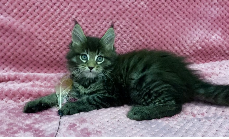 Starlet Pet Neo - Kitten maine-coon 1 month 3 weeks