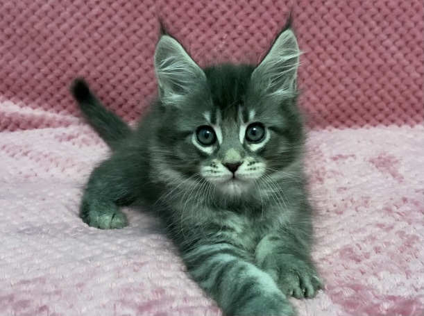 Starlet Pet Noel - Kitten maine-coon 1 month 3 weeks