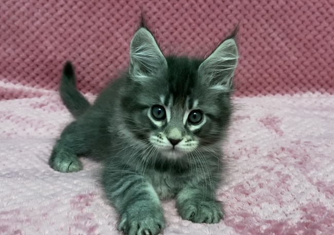 Starlet Pet Noel - Kitten maine-coon 1 month 3 weeks