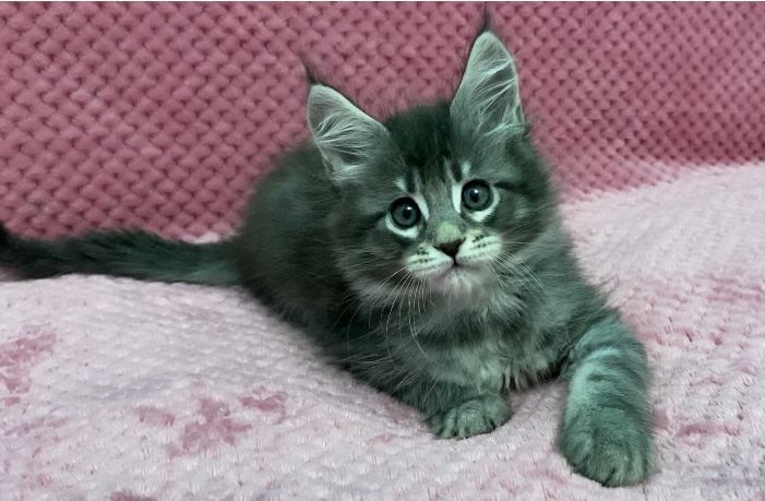 Starlet Pet Noel - Kitten maine-coon 1 month 3 weeks